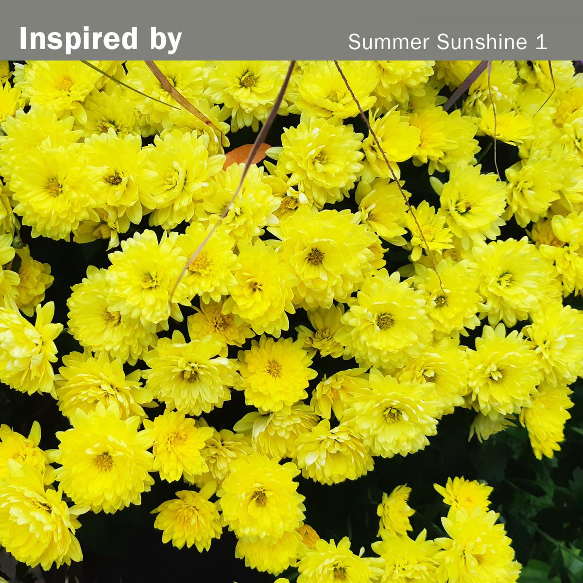 SUMMER SUNSHINE picture