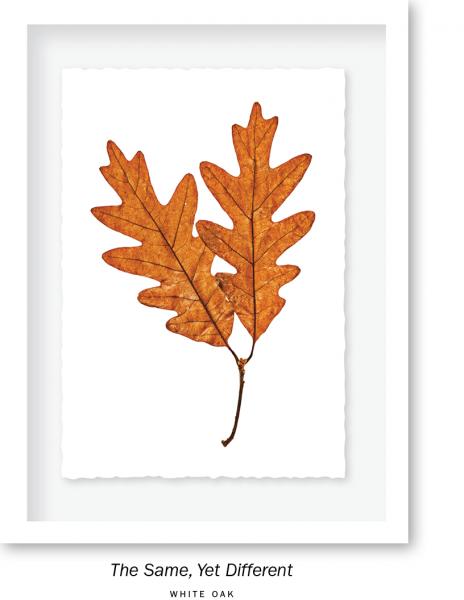 12x16 in. ELDERY LEAVES picture