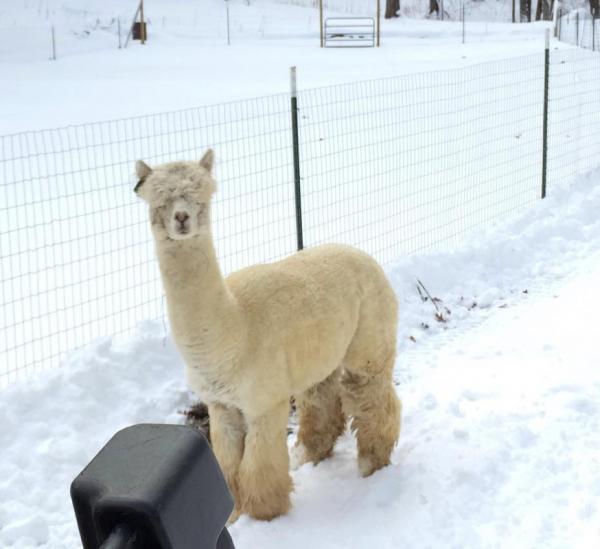 From the Farm - Michigan Whites - 100% alpaca - 200 yds, DK weight picture