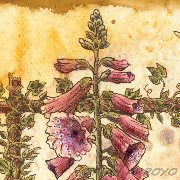 Foxglove picture