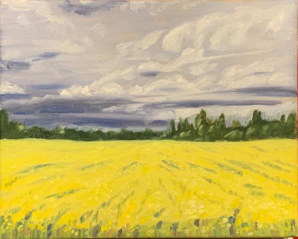 Canola Sketch picture