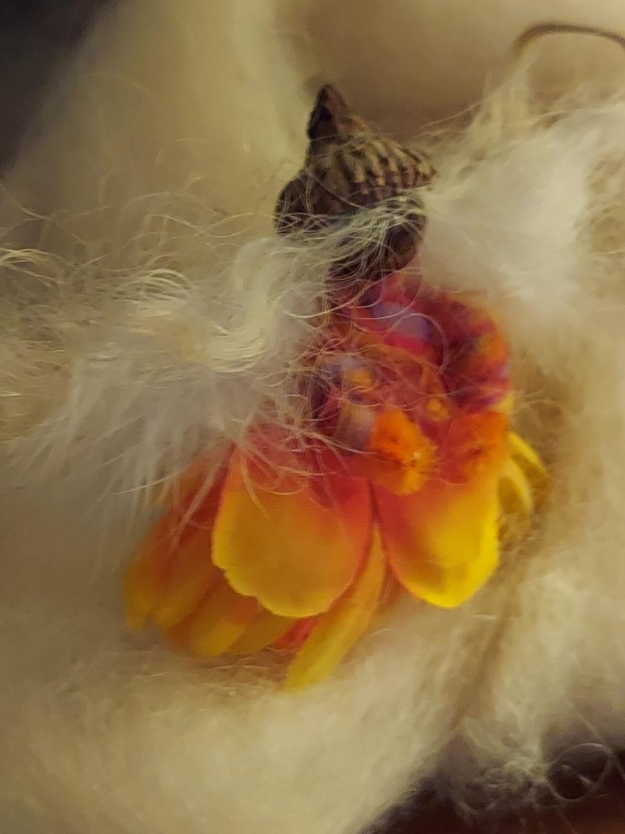 Tiny Fairies picture