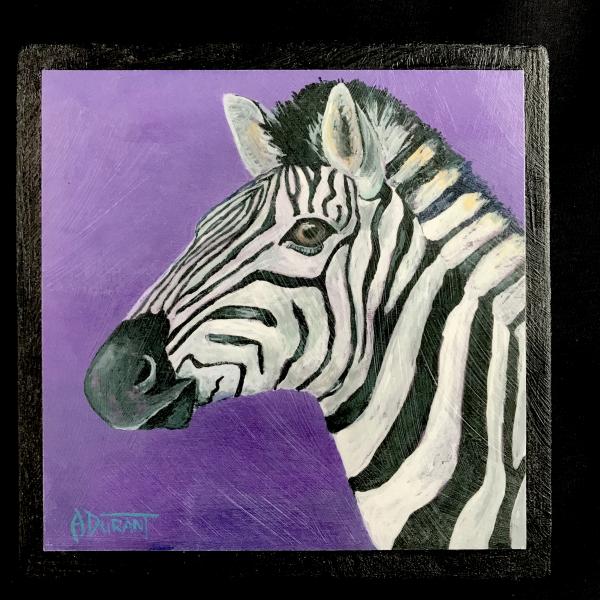 Zebra picture