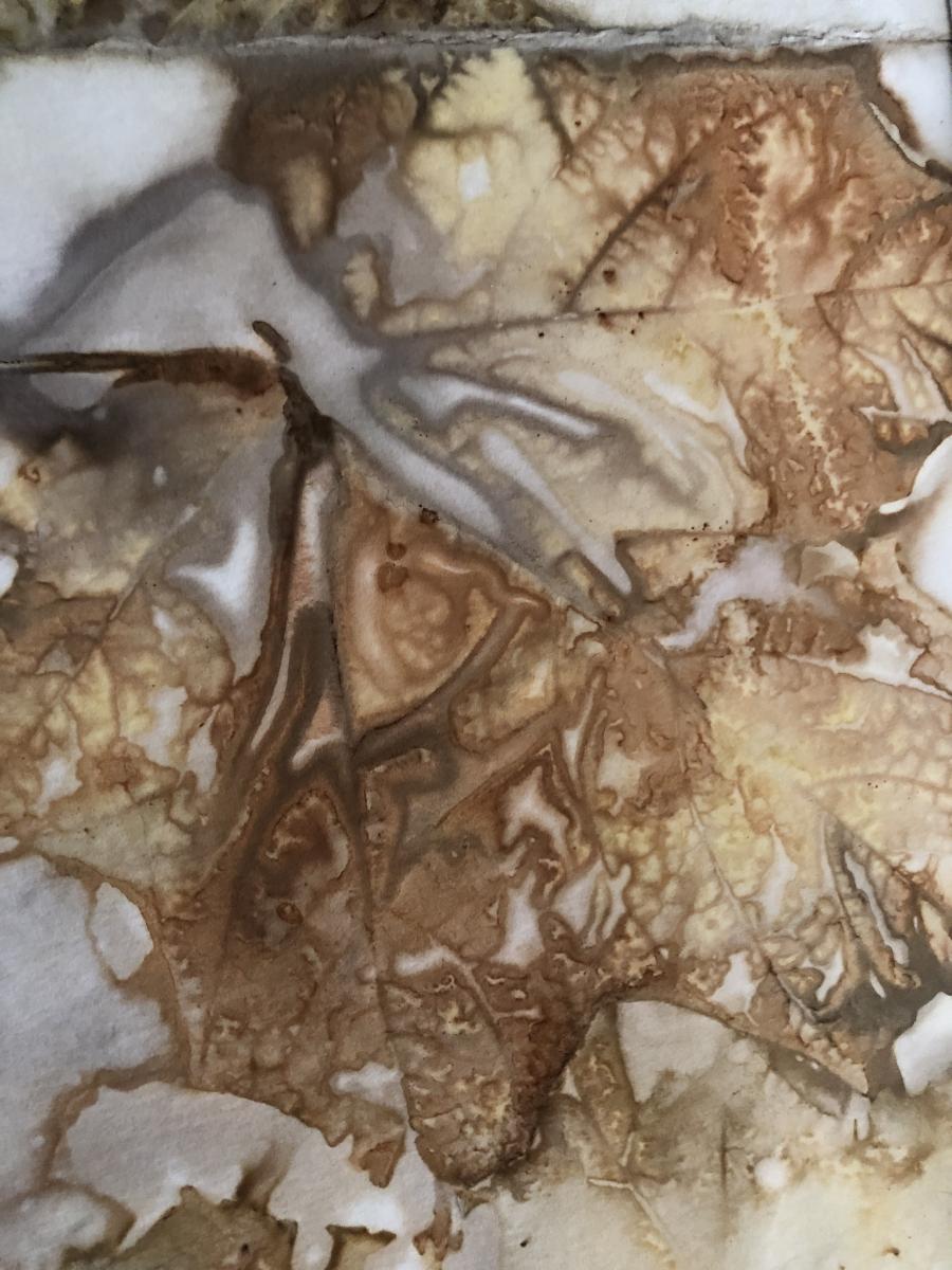 Falling Leaves picture