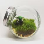 Mando with Child living moss terrarium