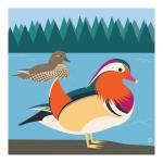 Mandarin Ducks 10x10 Giclee Print