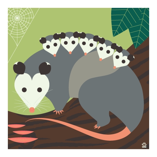 American Opossum 10x10 Giclee Print