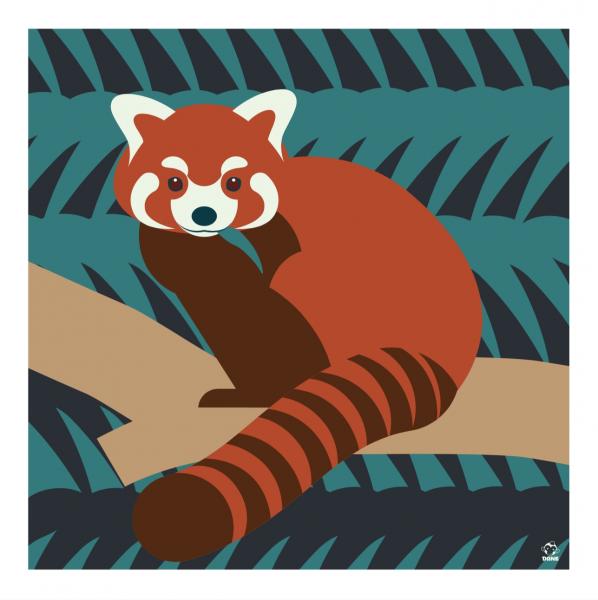 Red Panda 10x10 Giclee Print picture