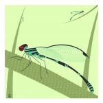 Dragons & Damsels Dragonflies 10x10 Giclee Print