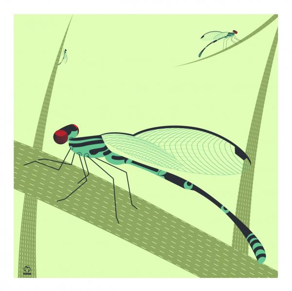 Dragons & Damsels Dragonflies 10x10 Giclee Print picture