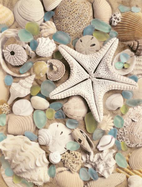Bahama Starfish & Sea Urchin REPRODUCTION