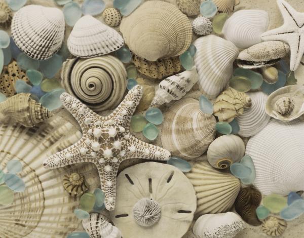 Spiral Shell & Sea Glass REPRODUCTION picture