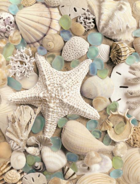 Bahama Starfish & Scallop REPRODUCTION