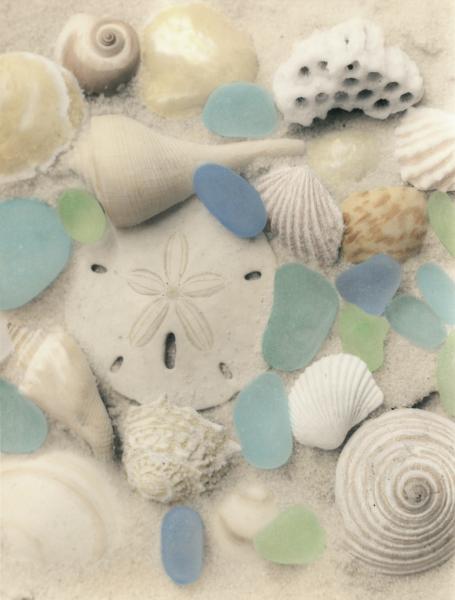 Sand Dollar and Blue Sea Glass REPRODUCTION