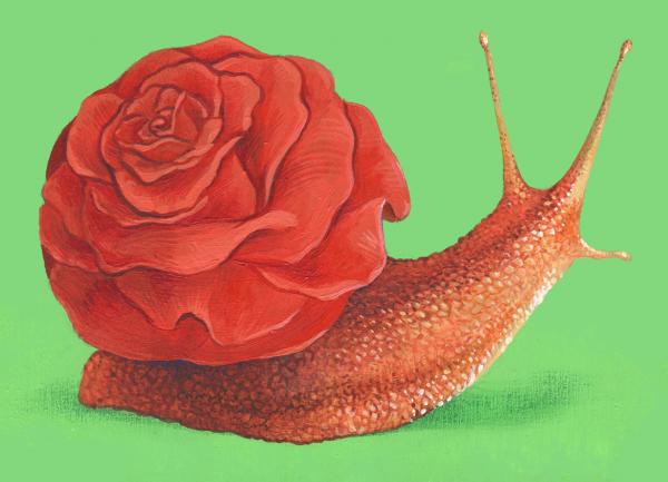 Snail : Rose