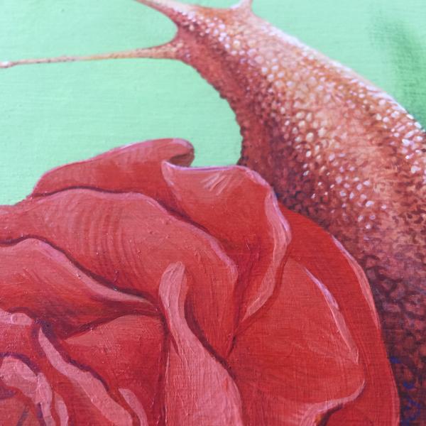 Snail : Rose picture