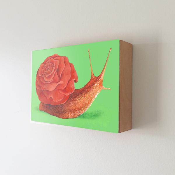Snail : Rose picture
