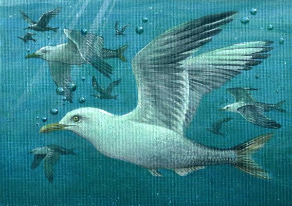 Herring Gull