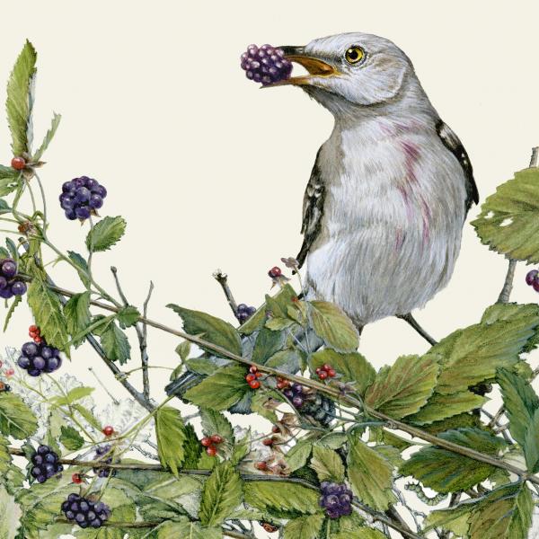 "Juicy Breakfast" - mockingbirds and blackberries picture