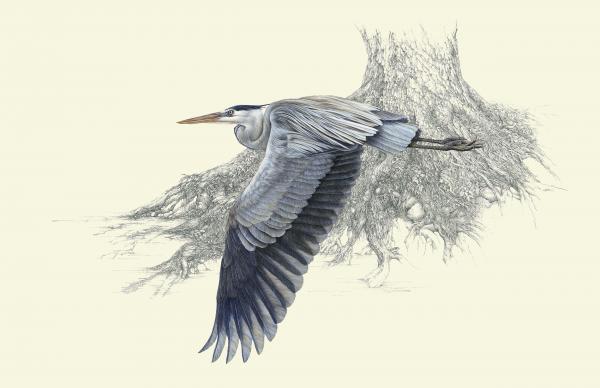 "Homeward Bound" - great blue heron with critters hidden in the pencil work picture