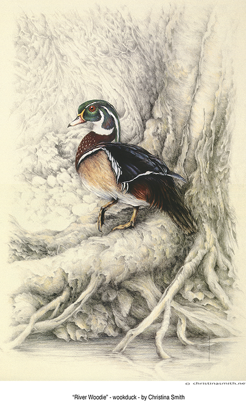 "River Woody" - wood duck picture