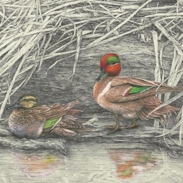 "Cold Shoulder" - male and female green-winged teal picture