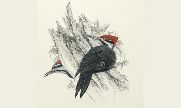 "Spring Flirtation" - male and female pileated woodpeckers picture