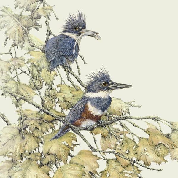 "Competition at the Fishing Hole" - belted kingfishers in sycamore