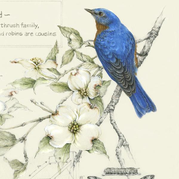 "Birds, Bugs and Berries - eastern bluebird"