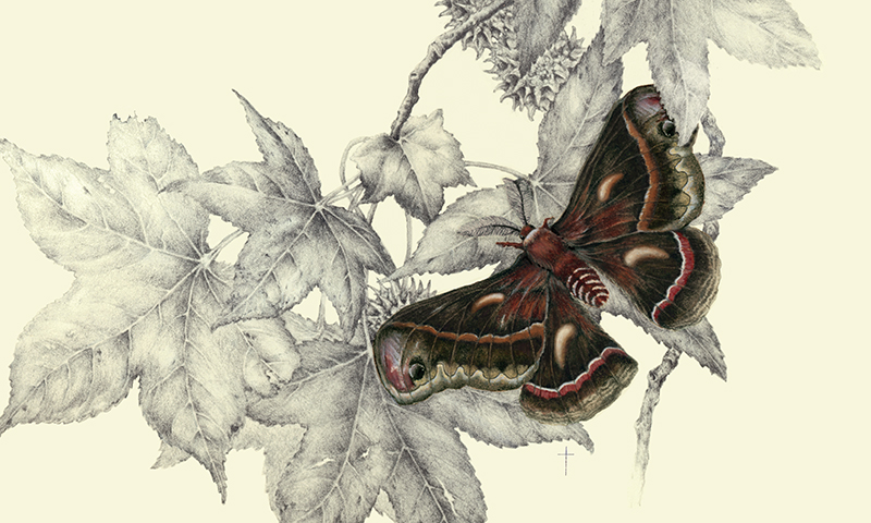 "Cecropia Moth & Sweet Gum Tree" picture