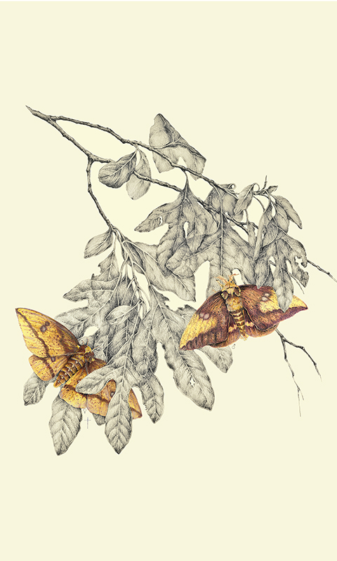 "Imperial Silk Moth & Sassafras" picture