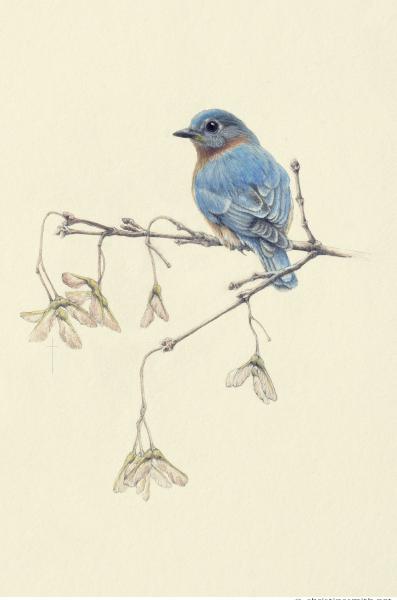 "Gentle Spring" - eastern bluebird and maple picture