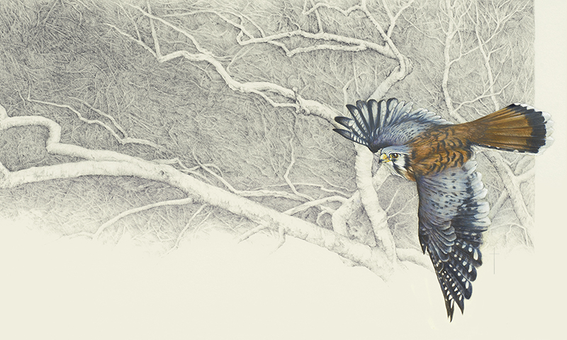 "Winter Sycamore" - American kestrel picture