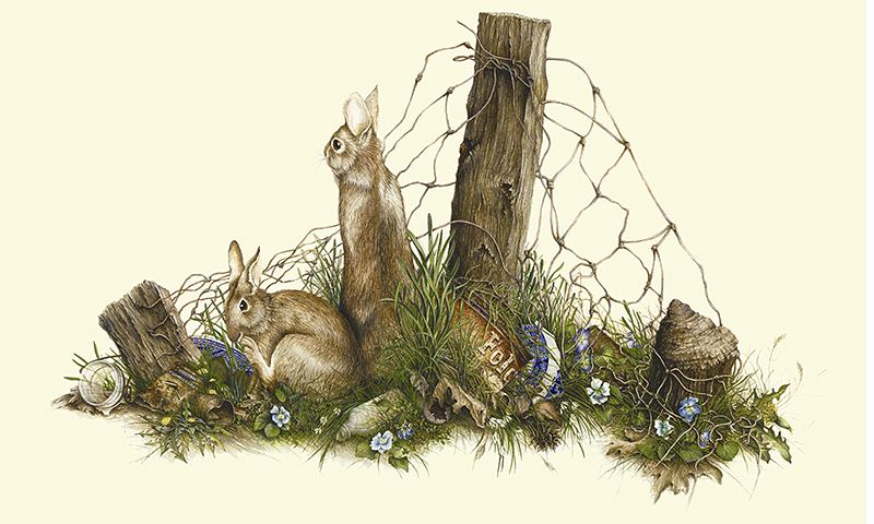 "Reclaiming the Old Homestead" - wild cottontail rabbits picture
