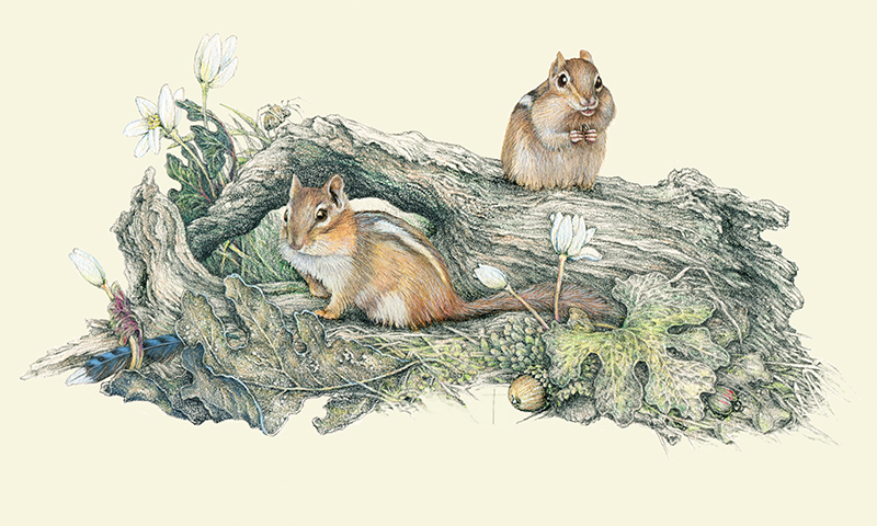 "April Chippies" - a happy pair of chipmunks doing what chippies do! picture