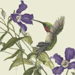"A Clematis Moment" - ruby-throated hummingbird