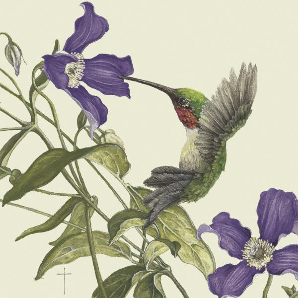 "A Clematis Moment" - ruby-throated hummingbird picture