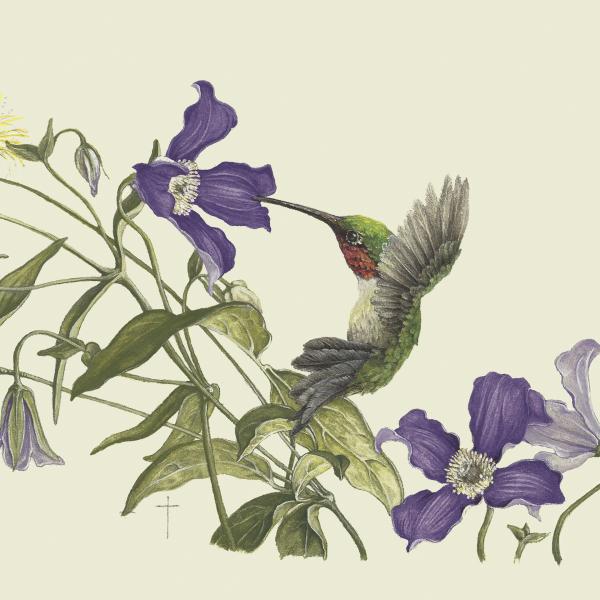 "A Clematis Moment" - ruby-throated hummingbird picture