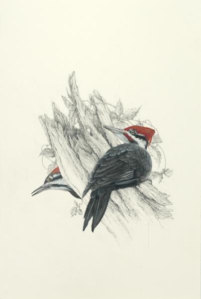 "Spring Flirtation" - male and female pileated woodpeckers picture