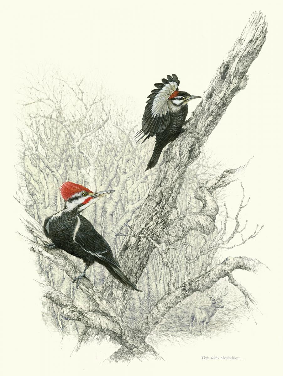 "The Girl Nextdoor" - pileated woodpeckers male and female picture