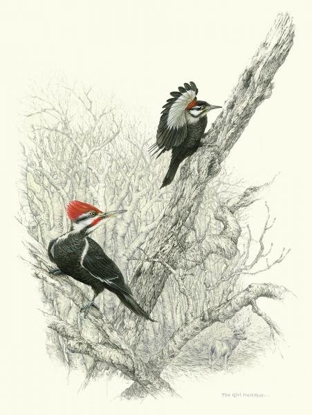 "The Girl Nextdoor" - pileated woodpeckers male and female picture