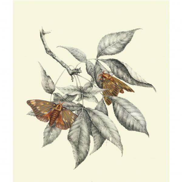"Regal Silk Moth & Hickory" picture