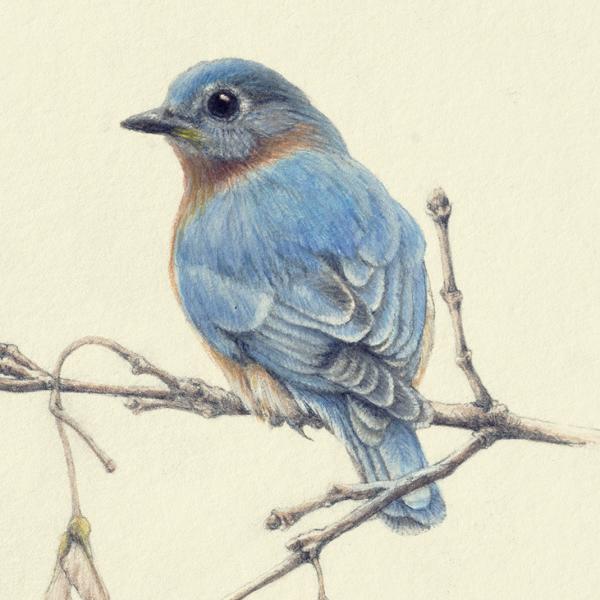 "Gentle Spring" - eastern bluebird and maple