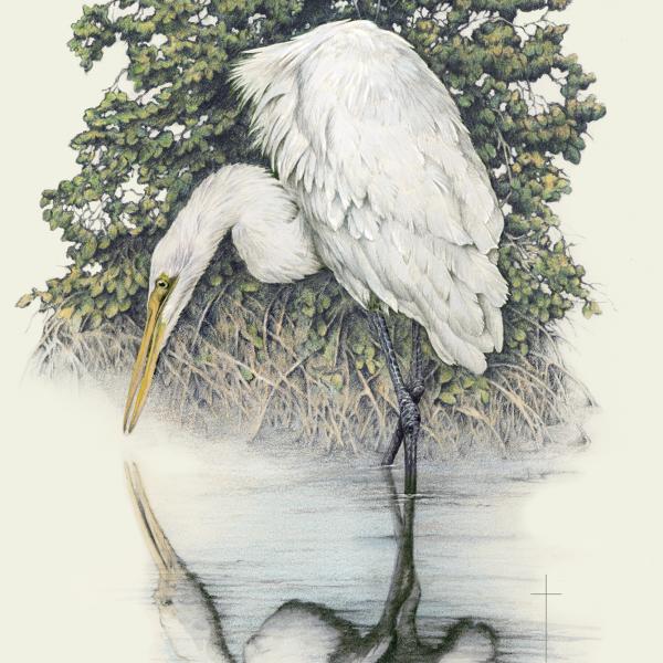 "Soul Searching" - great white egret picture