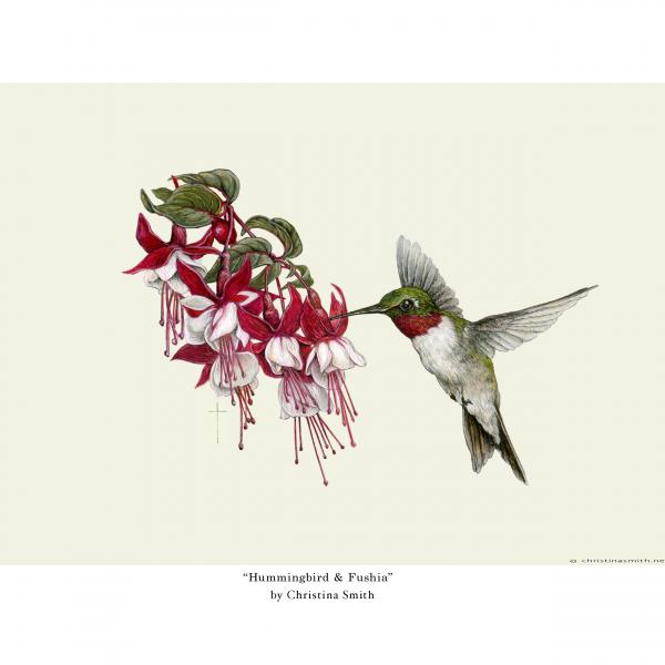 "Hummingbird and Fuchsia" - ruby-throated hummingbird
