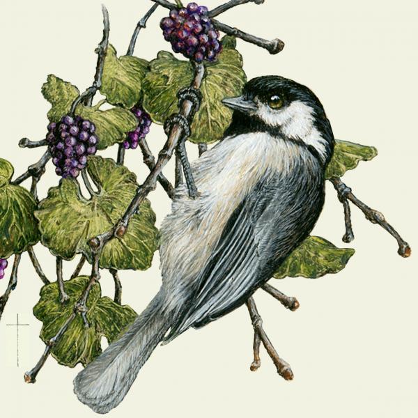 "Mulberry Harvest" - black-capped chickadee picture