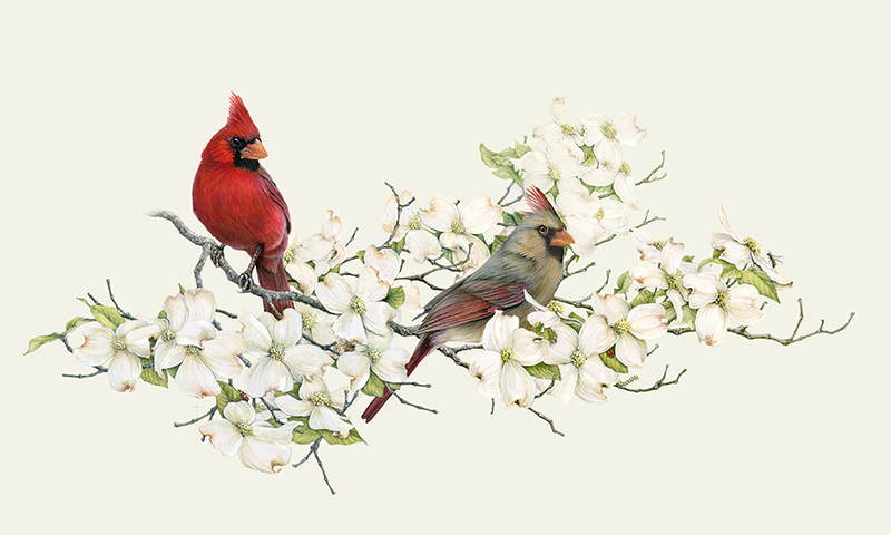 "Have I Told You 'I Love You' Today?" - cardinals and dogwood
