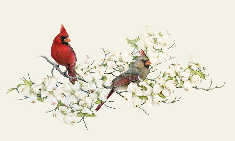 "Have I Told You 'I Love You' Today?" - cardinals and dogwood picture