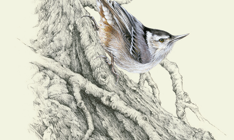 "Snappy Dresser" - white-breasted nuthatch picture