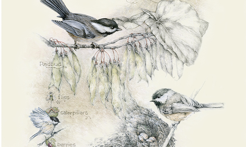 "Birds, Bugs and Berries" -   black-capped chickadee